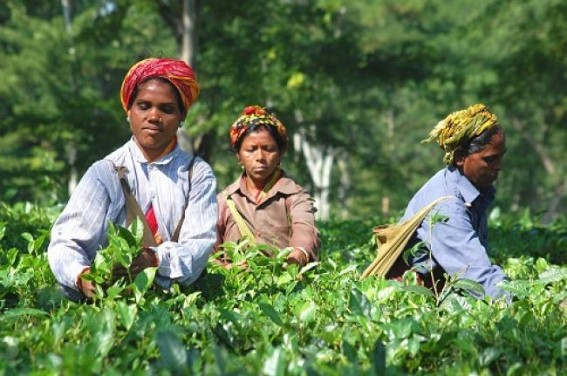 6 tea processing units to come up in Tripura